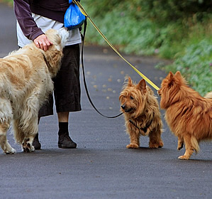 Pet Servces from All Ireland Homecare